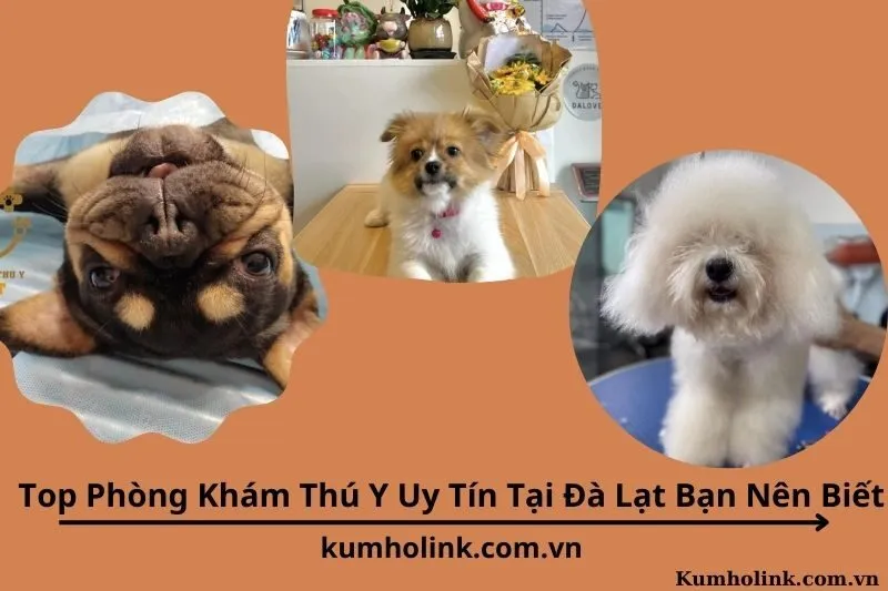Top 6 Phòng Khám Thú Y Uy Tín Tại Đà Lạt Bạn Nên Biết