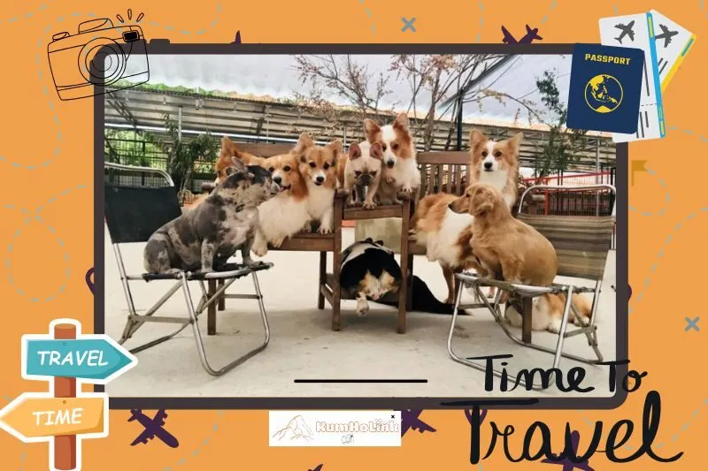 Các hoạt động thú vị tại Trang Trại Cún Đà Lạt