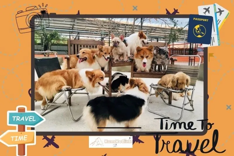 Kinh nghiệm tham quan Trang Trại Cún Đà Lạt