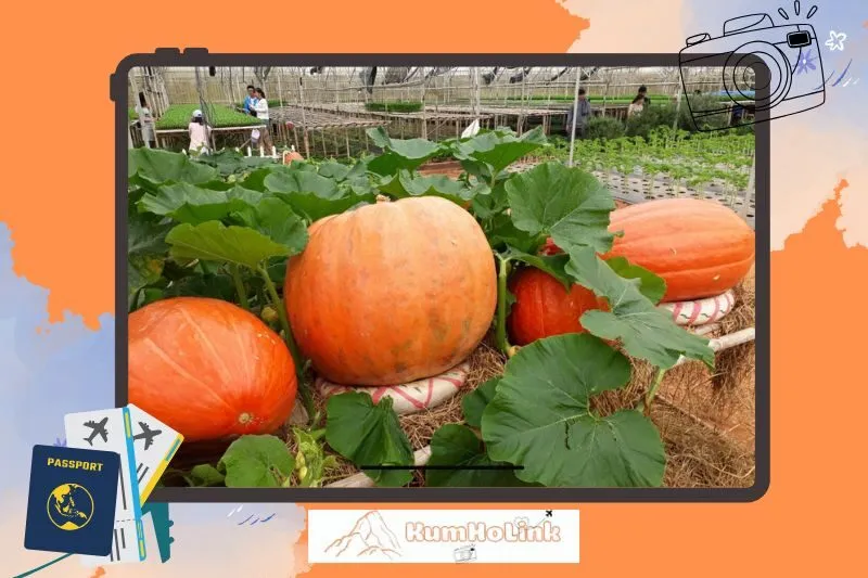 Bí quyết chụp ảnh triệu like tại Vườn Bí Ngô Khổng Lồ