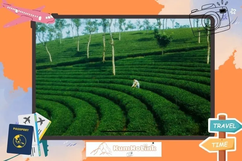 Đồi chè Phước Lạc ở đâu? Hướng dẫn di chuyển chi tiết