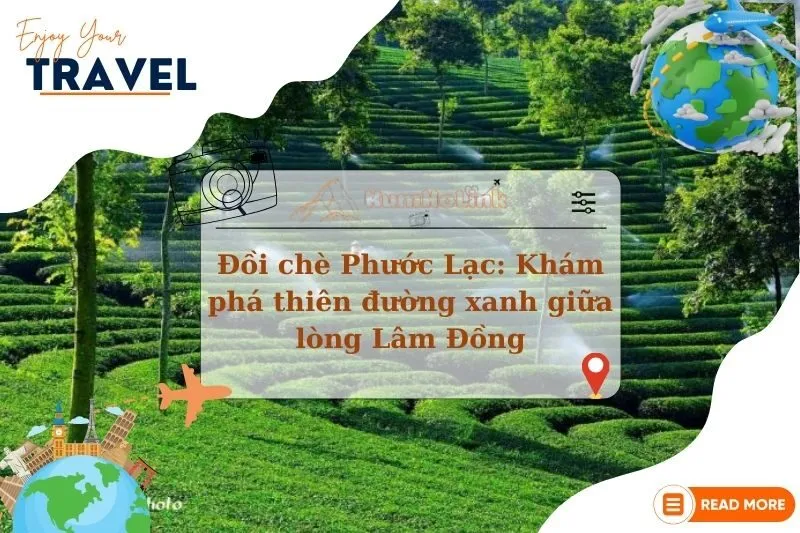 Đồi chè Phước Lạc: Khám phá thiên đường xanh giữa lòng Lâm Đồng