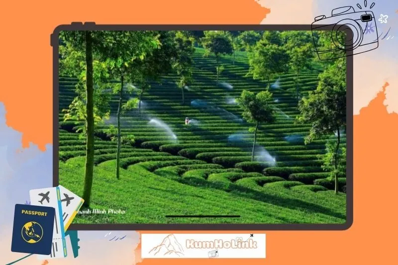 Trải nghiệm hái chè cùng người dân địa phương