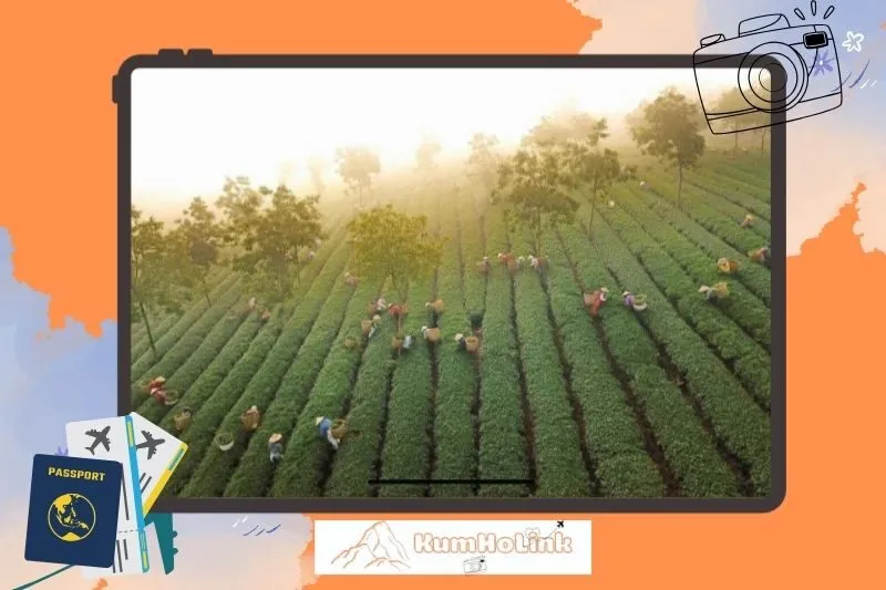 Trải nghiệm hấp dẫn tại đồi chè Phước Lạc